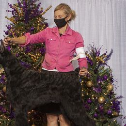Giant Schnauzers from Ozark Mountain Giants