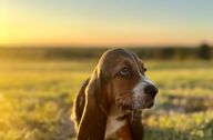 A Basset Hound puppy in the grass at sunset 
