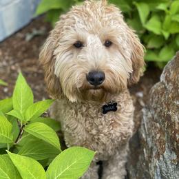Goldendoodle Puppies from 307 Doodles