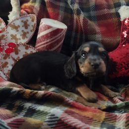 Coco - Black and tan male Dachshund puppy in Price, Utah from Smiling Dog Dachshunds