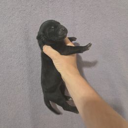 Ursa - Black female Great Dane puppy in Metomen, Wisconsin from Arpin Great Danes