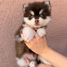 Leaf - Chocolate male Pomsky puppy in Spring Hill, Florida from Besties Paw Life