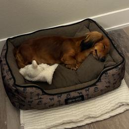 Dachshund puppies from Sweet Heavenly Dachshunds