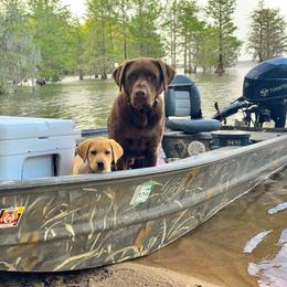 Labrador Retriever Puppies from Creekside Canines