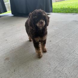 Hudson - Phantom male Poodle puppy in Crosby, Texas from Painted Rose Poodles and Doodles