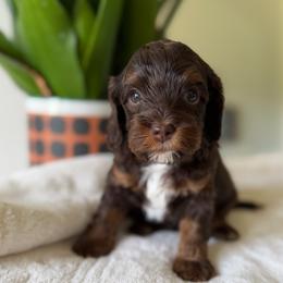 Blue Boy - Brown white and tan male Cockapoo puppy in Fort Gibson, Oklahoma from Waggle Doodles