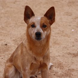 Australian Cattle Dogs, Australian Shepherds, Miniature Australian Shepherds, and Pembroke Welsh Corgis from Soqui Ortiz Cattle Ranch