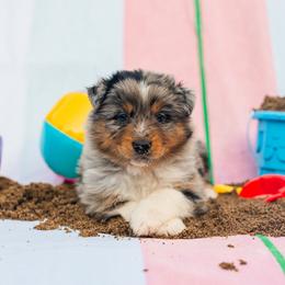 Fin - Blue merle male Australian Shepherd puppy in Eubank, Kentucky from Ashlee's Aussies