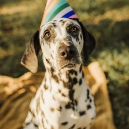 Dalmatians from Dixon Dalmatians