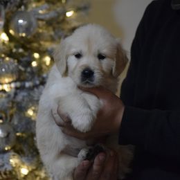 Orange Collar - Light golden male Golden Retriever puppy in Stedman, North Carolina from Wise-Taylor Goldens