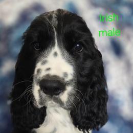 English Springer Spaniel Puppies from Pinwheel Acres
