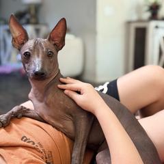 Chente - Slate male Xoloitzcuintli puppy in Victorville, California from Elegancia Vintage Xoloitzcuintle