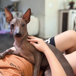 Chente - Slate male Xoloitzcuintli puppy in Victorville, California from Elegancia Vintage Xoloitzcuintle
