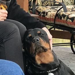 Rottweiler All Grown Up from Cascade Rottweilers of the Pacific Northwest