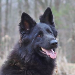 Ember - German Shepherd