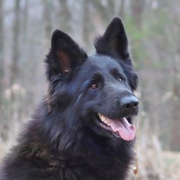 Ember - German Shepherd