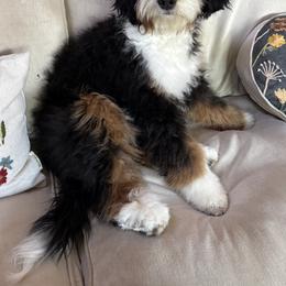 Sofie - Bernedoodle