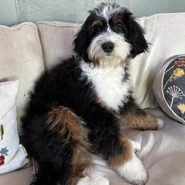 Sofie - Bernedoodle