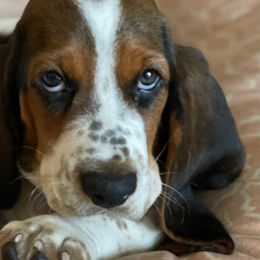 Basset Hounds from PoeCo Basset Hounds