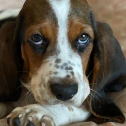 Basset Hounds from PoeCo Basset Hounds