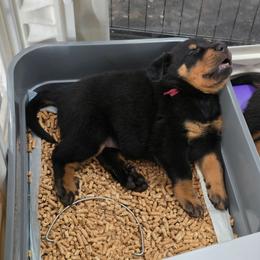 Cyclone (Burgundy) - Black and rust male Beauceron puppy in Medina, Ohio from Beaucerons Des Vents