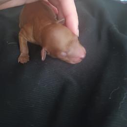 Girl 2 - Red  female Poodle puppy in Sandpoint, Idaho from Teddy Bear Toy Poodles