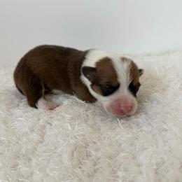 Laredo - Red male Pembroke Welsh Corgi puppy in Hillsville, Virginia from Bonderosa Kennels
