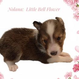 Nolana - Sable and white female Shetland Sheepdog puppy in Minnesota from Sheltie Puppies