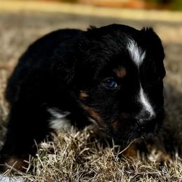 Mufasa - Black tri-color male Australian Shepherd puppy in Blythewood, South Carolina from One Tribe Aussies