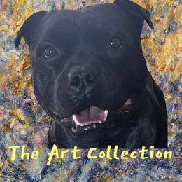 Gunnar - Staffordshire Bull Terrier