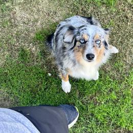 Luna - Miniature Australian Shepherd