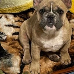 Bulldog and French Bulldog Puppies from JuneBug Bullies