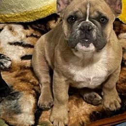 Bulldog and French Bulldog Puppies from JuneBug Bullies