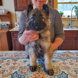 Brown Girl - Gray sable female Shiloh Shepherd puppy in New York from Strauss Haus Shepherds