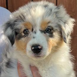 Mayfly - Blue merle female Australian Shepherd puppy in San Jose, California from Dirty Laundry Australian Shepherds
