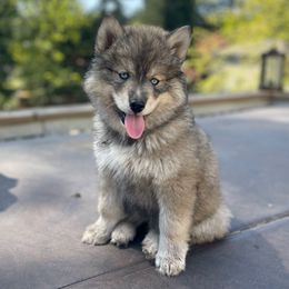 Tiana - Agouti and white Siberian Husky puppy in Everett, Washington from Addison Grove Huskies