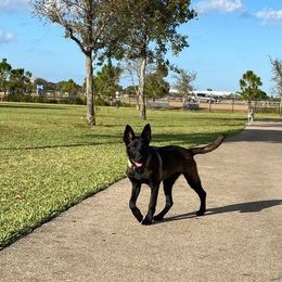 Belgian Malinois Puppies from Cascade Kennels