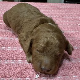 Duke - Red male Cockapoo puppy in Sheridan, Missouri from Shepherdsfold’s Cockapoos