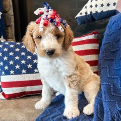 Goldendoodle Puppies from Goldendoodles of NE OK