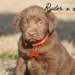 Boy 5 - Chocolate male Labrador Retriever puppy in Capron, Virginia from Triple Creek Kennel