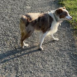Kimber - Australian Shepherd