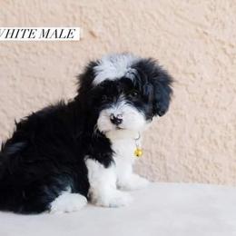 Aussiedoodle and Goldendoodle Puppies from Ever After Doodles Arizona
