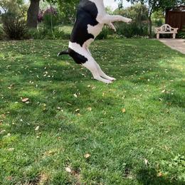 Rat Terrier Puppies from Dal Cais Rat Terriers