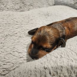 Abner - Sable male Dachshund puppy in Orlando, Florida from Small Batch Doxies