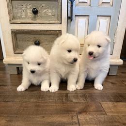 Boy 3 - White male Samoyed puppy in Oregon City, Oregon from White Cloud Samoyeds