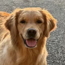 Golden Retrievers and Labrador Retrievers from LoneTree Retrievers