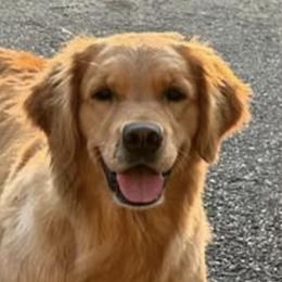 Golden Retrievers and Labrador Retrievers from LoneTree Retrievers
