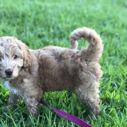 Australian Labradoodle Puppies from Magnolia Breeze Labradoodles