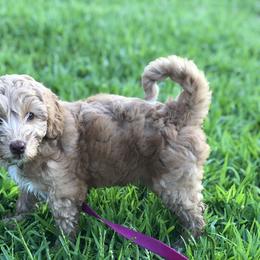 Australian Labradoodle Puppies from Magnolia Breeze Labradoodles