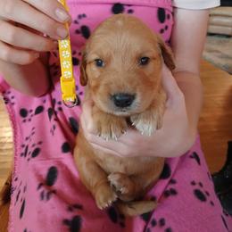 Yellow - Dark golden female Golden Retriever puppy in Lanesboro, Minnesota from Eagle Ridge Golden Retrievers